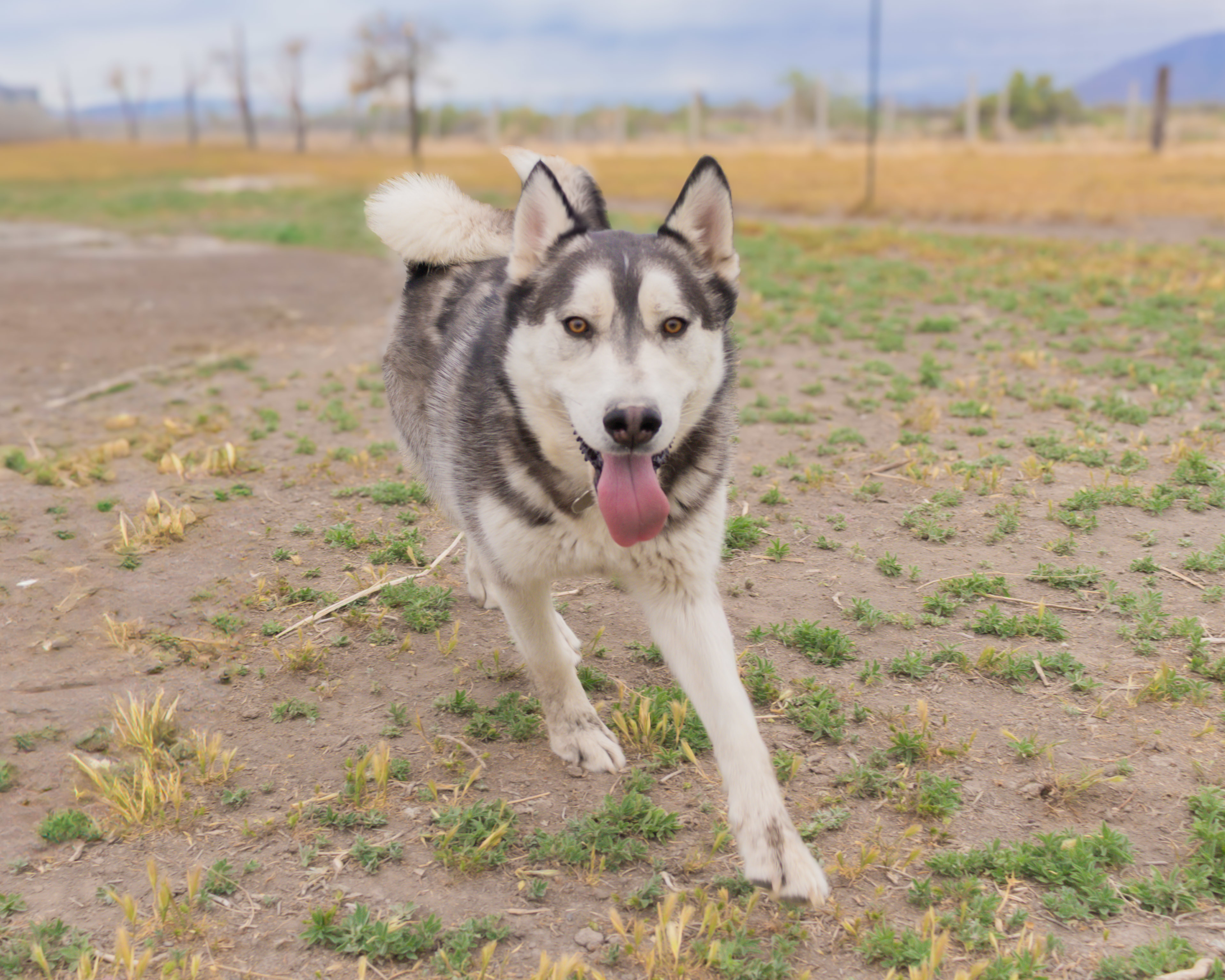 Koda, an adoptable Siberian Husky in Grantsville, UT, 84029 | Photo Image 1
