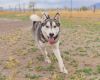 Koda photo 1