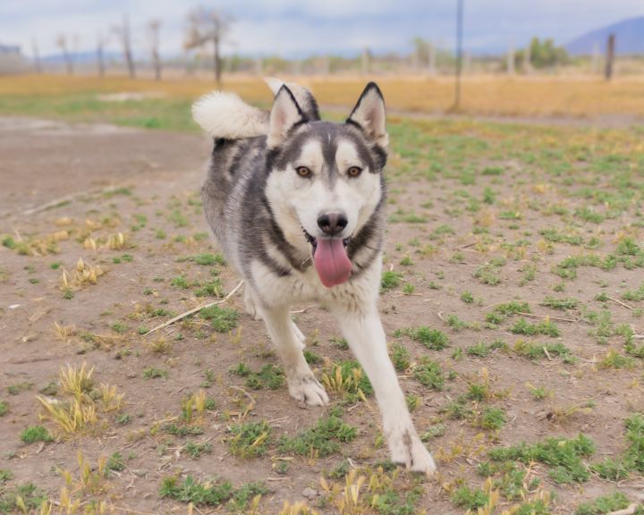 Koda 1