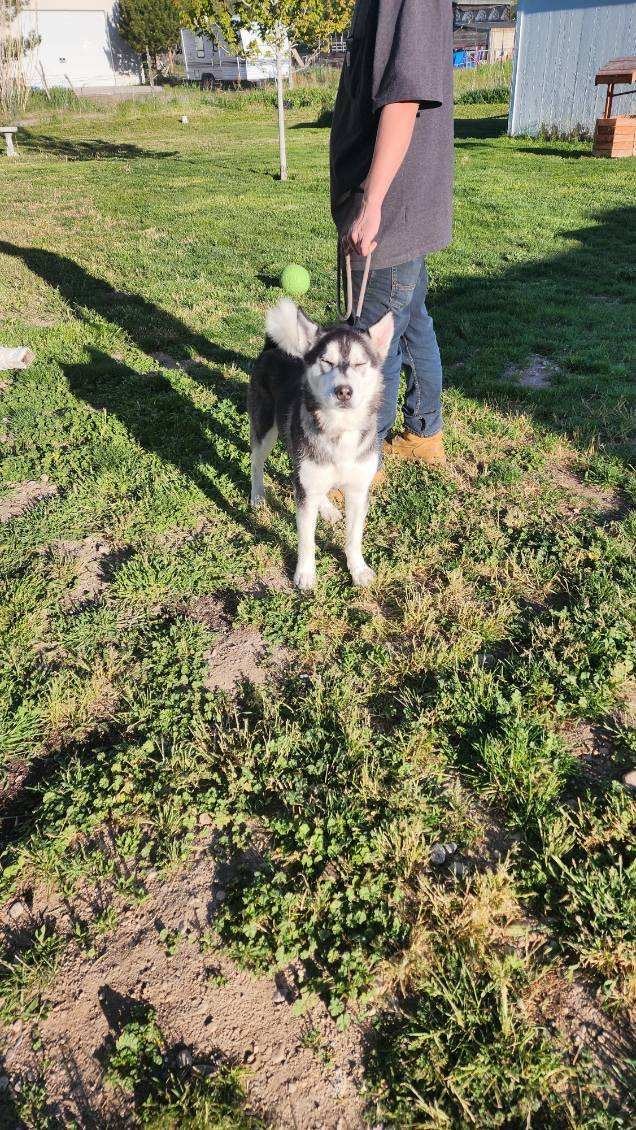 Koda, an adoptable Siberian Husky in Grantsville, UT, 84029 | Photo Image 2