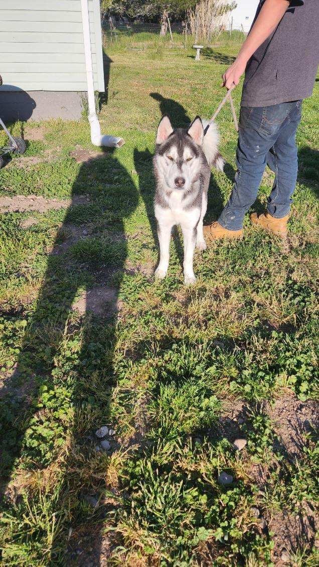 Koda, an adoptable Siberian Husky in Grantsville, UT, 84029 | Photo Image 3