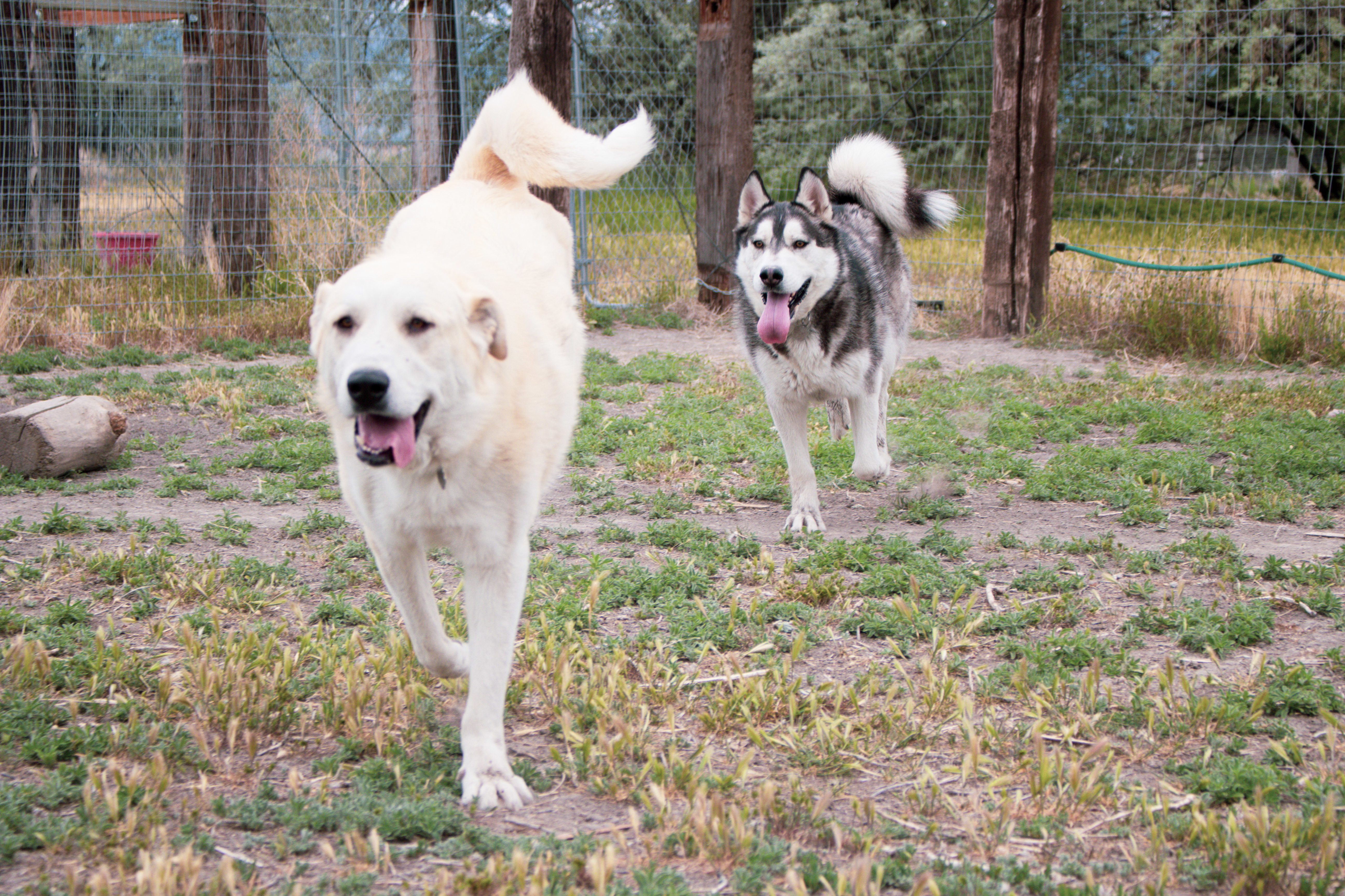 Koda, an adoptable Siberian Husky in Grantsville, UT, 84029 | Photo Image 5
