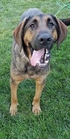 Bo, an adoptable Bloodhound, German Shepherd Dog in Grantsville, UT, 84029 | Photo Image 1