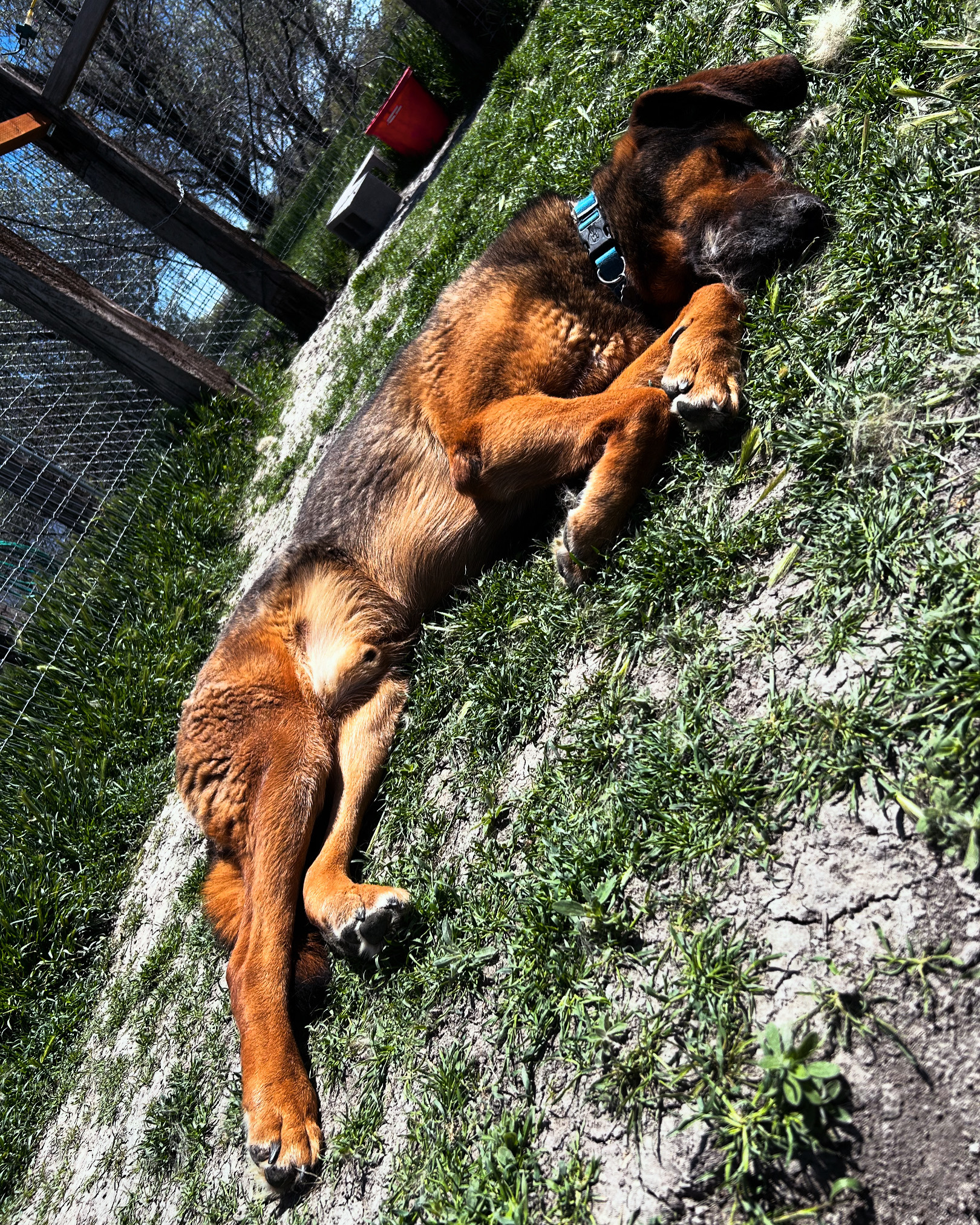 Bo, an adoptable Bloodhound, German Shepherd Dog in Grantsville, UT, 84029 | Photo Image 2