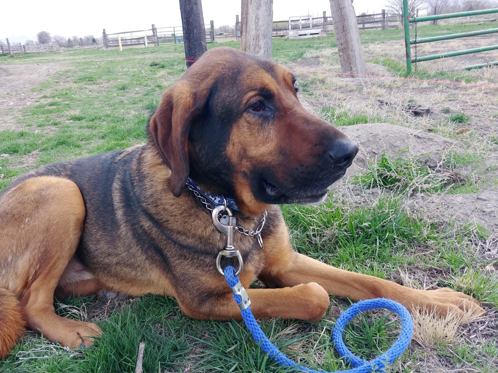 Bo, an adoptable Bloodhound, German Shepherd Dog in Grantsville, UT, 84029 | Photo Image 3
