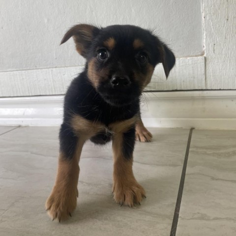 Snickers, an adoptable Yorkshire Terrier in Laredo, TX, 78041 | Photo Image 2