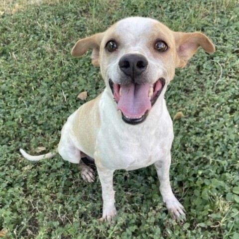 Marbles, an adoptable Chihuahua, Mixed Breed in Laredo, TX, 78041 | Photo Image 1