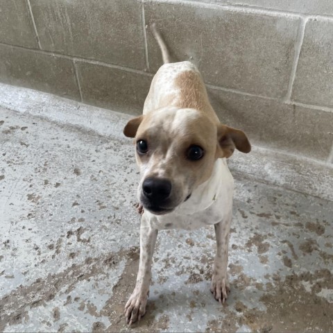 Marbles, an adoptable Chihuahua, Mixed Breed in Laredo, TX, 78041 | Photo Image 2