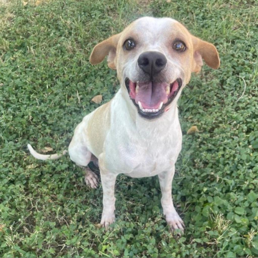 Marbles, an adoptable Chihuahua, Mixed Breed in Laredo, TX, 78041 | Photo Image 2