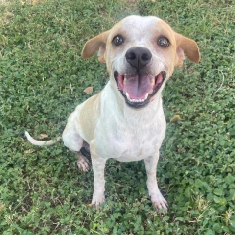 Marbles, an adoptable Chihuahua, Mixed Breed in Laredo, TX, 78041 | Photo Image 3