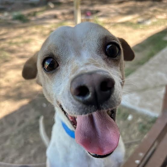 Marbles, an adoptable Chihuahua, Mixed Breed in Laredo, TX, 78041 | Photo Image 3