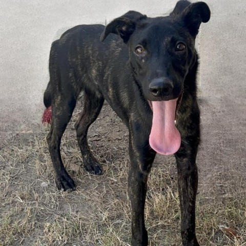 Hawk, an adoptable Mixed Breed in Laredo, TX, 78041 | Photo Image 1