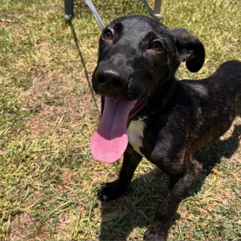 Hawk, an adoptable Mixed Breed in Laredo, TX, 78041 | Photo Image 2