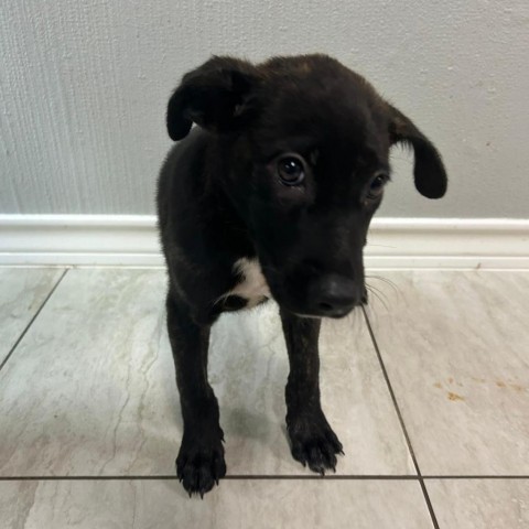 Hawk, an adoptable Mixed Breed in Laredo, TX, 78041 | Photo Image 3