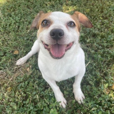 Spike, an adoptable Jack Russell Terrier in Laredo, TX, 78041 | Photo Image 1