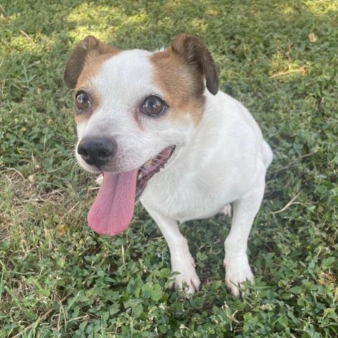 Spike, an adoptable Jack Russell Terrier in Laredo, TX, 78041 | Photo Image 2