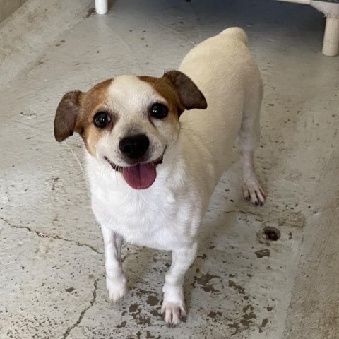 Spike, an adoptable Jack Russell Terrier in Laredo, TX, 78041 | Photo Image 3