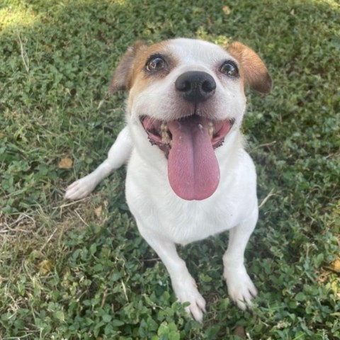 Spike, an adoptable Jack Russell Terrier in Laredo, TX, 78041 | Photo Image 4