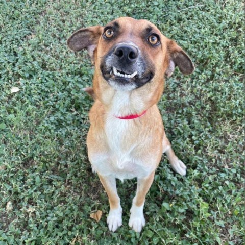 Peppermint, an adoptable Shepherd in Laredo, TX, 78041 | Photo Image 1