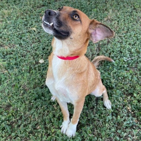 Peppermint, an adoptable Shepherd in Laredo, TX, 78041 | Photo Image 2