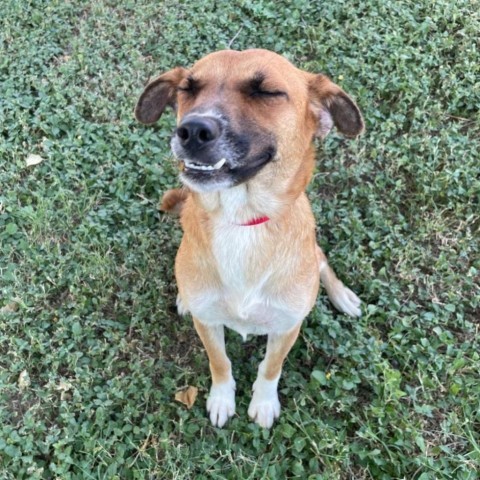 Peppermint, an adoptable Shepherd in Laredo, TX, 78041 | Photo Image 3