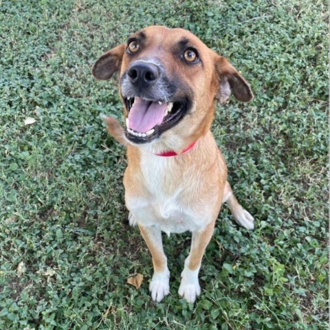 Peppermint, an adoptable Shepherd in Laredo, TX, 78041 | Photo Image 4