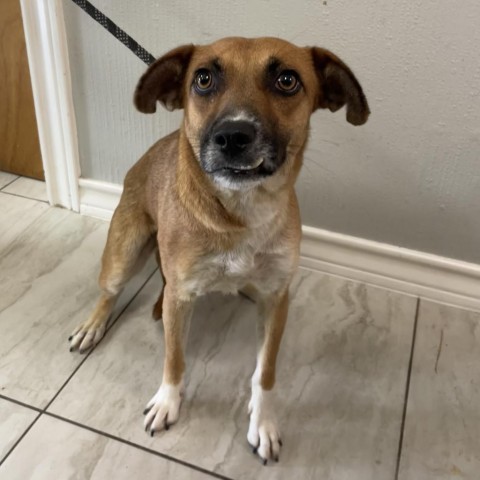 Peppermint, an adoptable Shepherd in Laredo, TX, 78041 | Photo Image 5