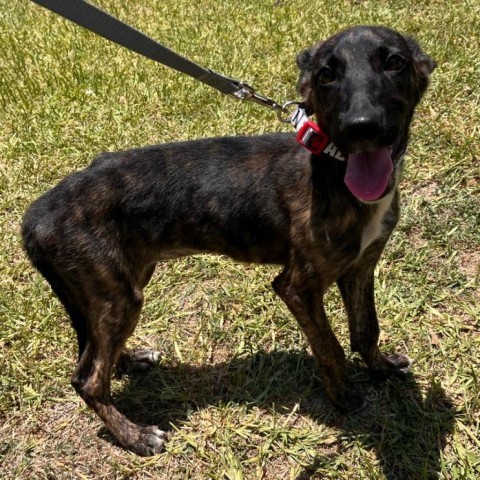 Bear, an adoptable Mixed Breed in Laredo, TX, 78041 | Photo Image 1