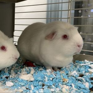 Powder Puff Guinea Pig Small & Furry