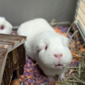 Snowball Guinea Pig Small & Furry