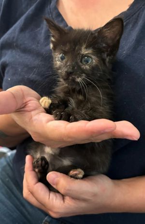Pinot Meow (available for pre-adoption)