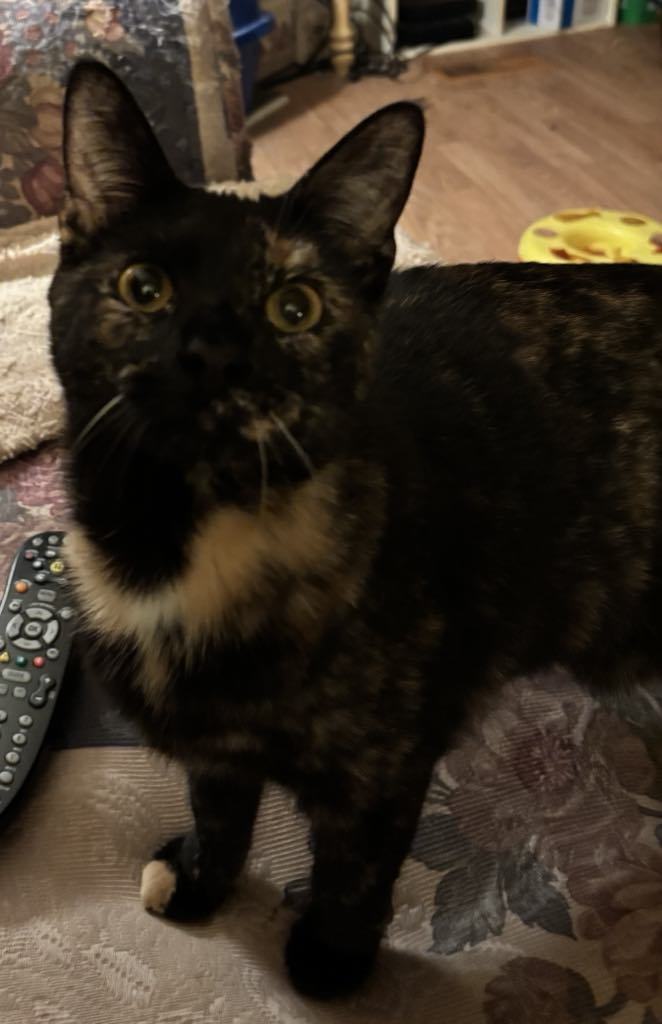Pinot Meow 1