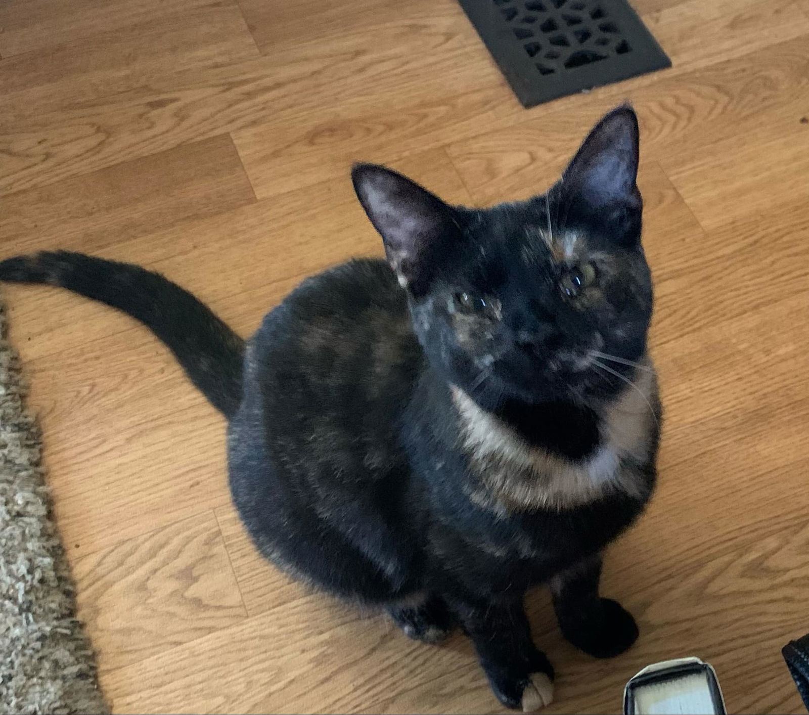 Pinot Meow