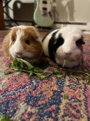 Meet Sunny orange and white bonded with Daisy At four years they are still full of energy and w