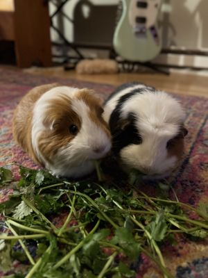 Meet Sunny orange and white bonded with Daisy At four years they are still full of energy and w