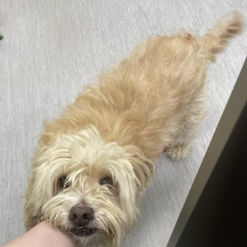 Leo H 24078, an adoptable Maltipoo in Parker, CO, 80134 | Photo Image 3