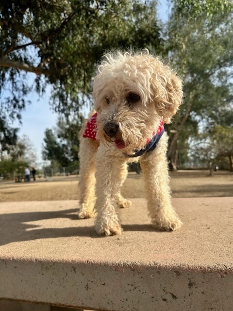 Romeo, an adoptable Poodle, Mixed Breed in Van Nuys, CA, 91405 | Photo Image 1