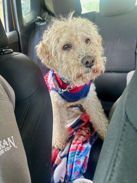 Romeo, an adoptable Poodle, Mixed Breed in Van Nuys, CA, 91405 | Photo Image 2