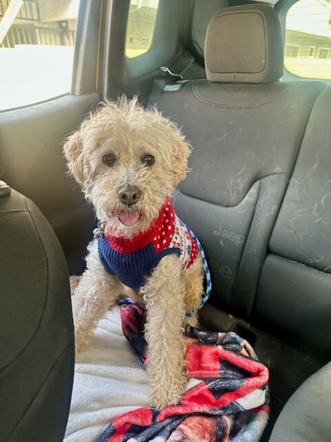 Romeo, an adoptable Poodle, Mixed Breed in Van Nuys, CA, 91405 | Photo Image 3