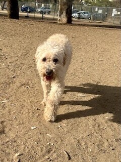 Romeo, an adoptable Poodle, Mixed Breed in Van Nuys, CA, 91405 | Photo Image 4