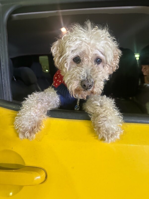 Romeo, an adoptable Poodle, Mixed Breed in Van Nuys, CA, 91405 | Photo Image 4