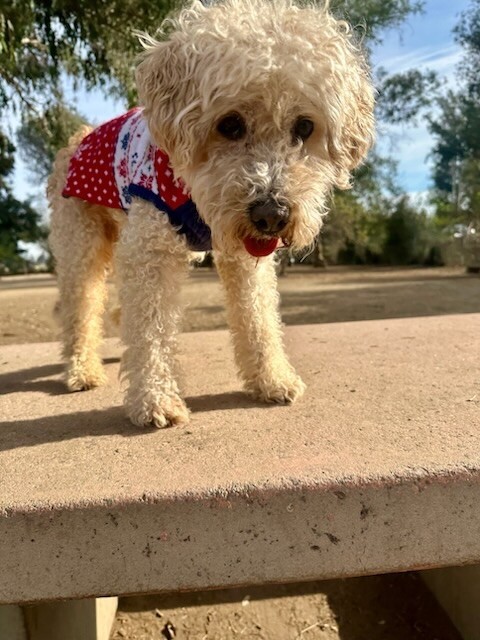 Romeo, an adoptable Poodle, Mixed Breed in Van Nuys, CA, 91405 | Photo Image 5
