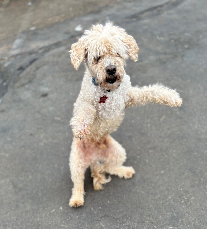 Romeo, an adoptable Poodle, Mixed Breed in Van Nuys, CA, 91405 | Photo Image 6