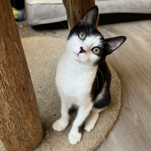 Cookies N' Cream, an adoptable Domestic Short Hair in Phoenix, AZ, 85086 | Photo Image 1