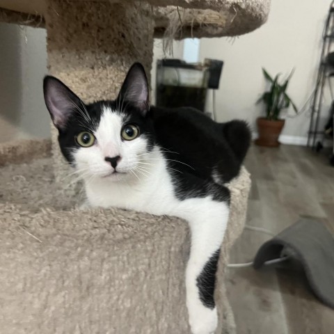 Cookies N' Cream, an adoptable Domestic Short Hair in Phoenix, AZ, 85086 | Photo Image 1