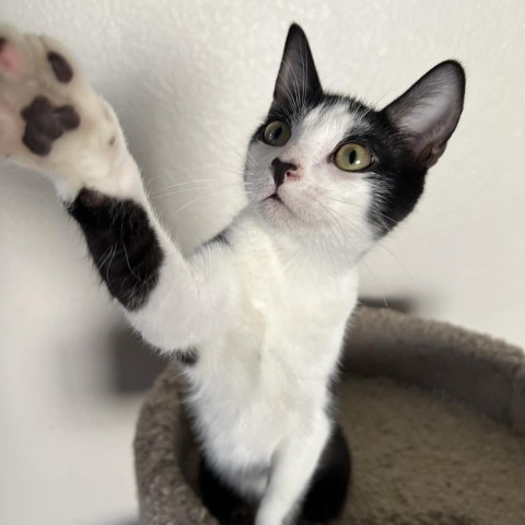 Cookies N' Cream, an adoptable Domestic Short Hair in Phoenix, AZ, 85086 | Photo Image 2