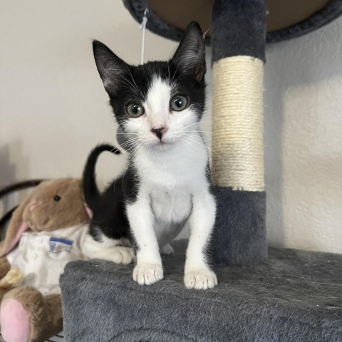 Cookies N' Cream, an adoptable Domestic Short Hair in Phoenix, AZ, 85086 | Photo Image 2