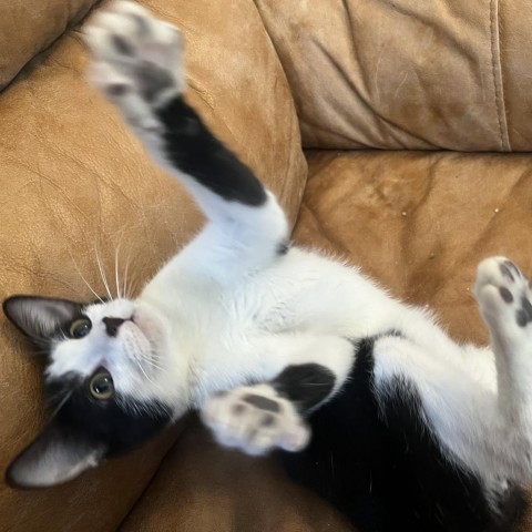 Cookies N' Cream, an adoptable Domestic Short Hair in Phoenix, AZ, 85086 | Photo Image 3