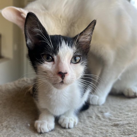 Cookies N' Cream, an adoptable Domestic Short Hair in Phoenix, AZ, 85086 | Photo Image 3