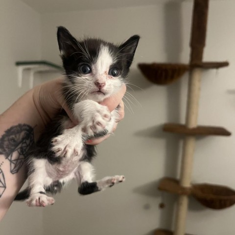 Cookies N' Cream, an adoptable Domestic Short Hair in Phoenix, AZ, 85086 | Photo Image 4